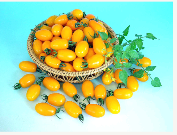 Cherry Tomato Kawanda Gold
