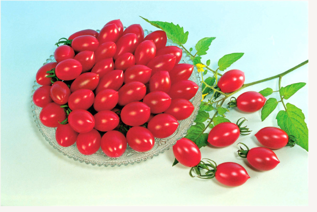 Cherry Tomato Kawanda Red